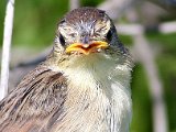 kyk die bekkie  Vleitintinkies chick- Levallants Cisticla : frieda